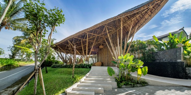 Bambu