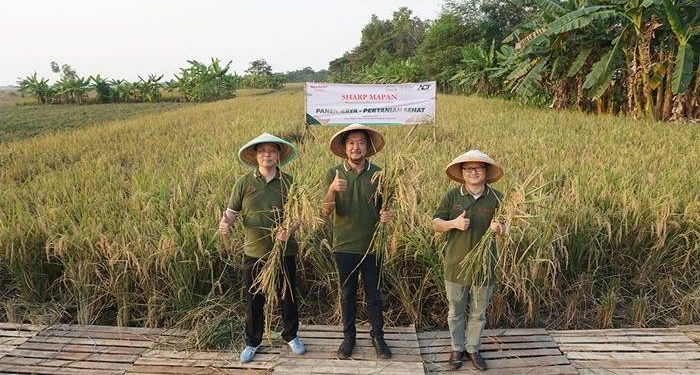 Program CSR Sharp Mapan, Menghasilkan Panen Raya