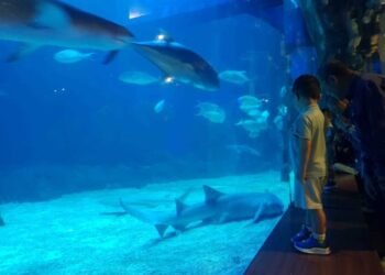 Ngabuburit di Jakarta Aquarium Safari, Sambil Beraktivitas Seru Sampai Iftar Lezat